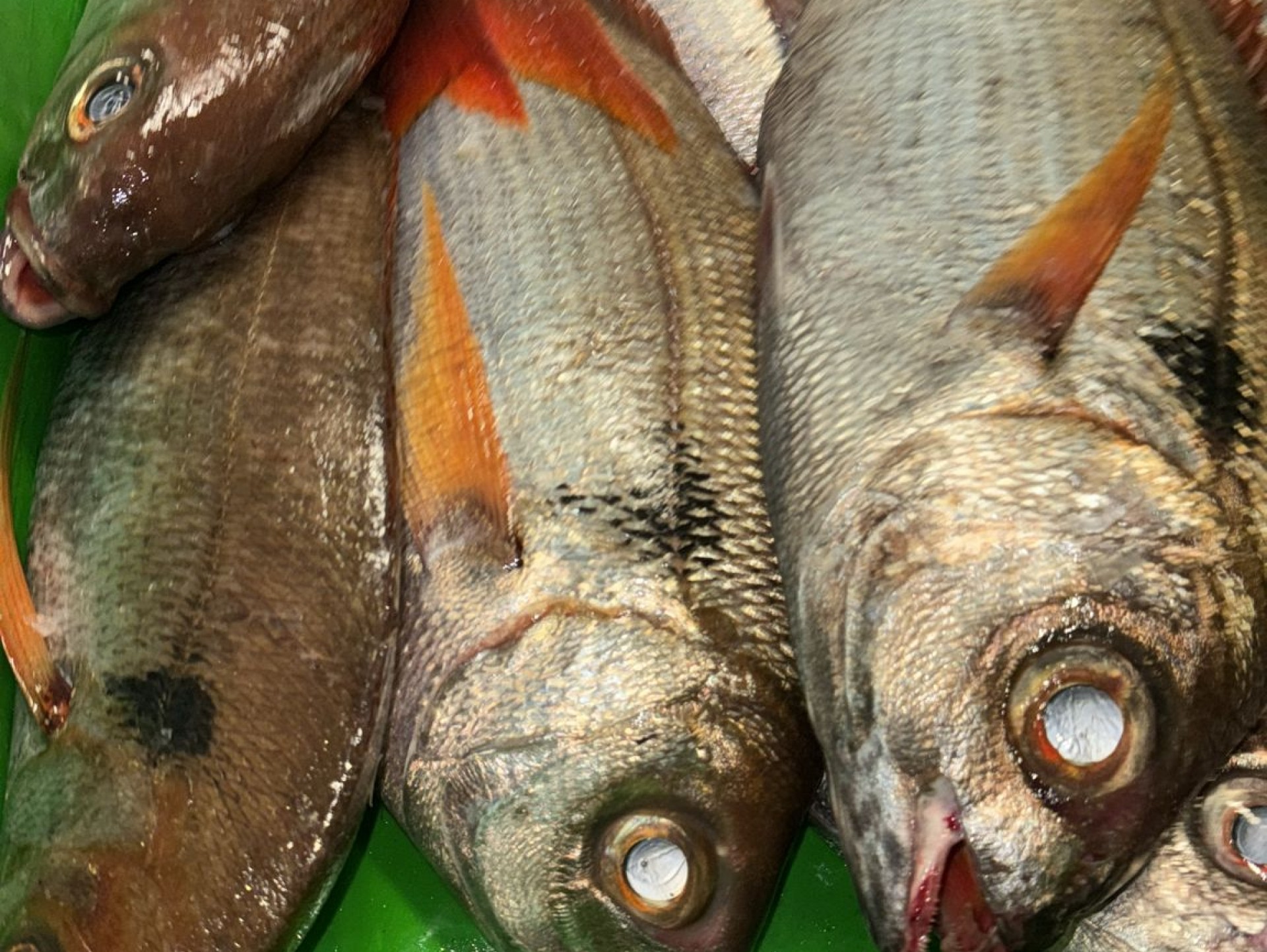 Delicias de Güela